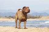 SHAR-PEI 761